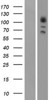 ADRBK2 / GRK3 Protein - Western validation with an anti-DDK antibody * L: Control HEK293 lysate R: Over-expression lysate