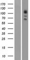 ADRBK2 / GRK3 Protein - Western validation with an anti-DDK antibody * L: Control HEK293 lysate R: Over-expression lysate