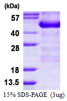 ADRM1 Protein