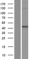 ADSL / Adenylosuccinate Lyase Protein - Western validation with an anti-DDK antibody * L: Control HEK293 lysate R: Over-expression lysate