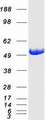 ADSL / Adenylosuccinate Lyase Protein - Purified recombinant protein ADSL was analyzed by SDS-PAGE gel and Coomassie Blue Staining