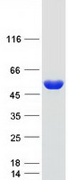 ADSSL1 Protein - Purified recombinant protein ADSSL1 was analyzed by SDS-PAGE gel and Coomassie Blue Staining