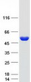 ADSSL1 Protein - Purified recombinant protein ADSSL1 was analyzed by SDS-PAGE gel and Coomassie Blue Staining