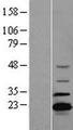 ADTRP / C6orf105 Protein - Western validation with an anti-DDK antibody * L: Control HEK293 lysate R: Over-expression lysate
