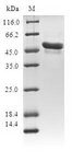 AES / Groucho Protein - (Tris-Glycine gel) Discontinuous SDS-PAGE (reduced) with 5% enrichment gel and 15% separation gel.