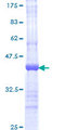 AES / Groucho Protein - 12.5% SDS-PAGE Stained with Coomassie Blue.