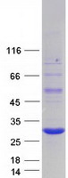 AES / Groucho Protein - Purified recombinant protein AES was analyzed by SDS-PAGE gel and Coomassie Blue Staining