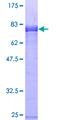 AFAP1 / AFAP Protein - 12.5% SDS-PAGE of human AFAP stained with Coomassie Blue