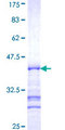 AFAP1 / AFAP Protein - 12.5% SDS-PAGE Stained with Coomassie Blue.