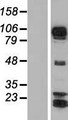 AFAP1L1 Protein - Western validation with an anti-DDK antibody * L: Control HEK293 lysate R: Over-expression lysate