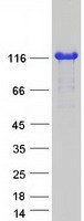 AFAP1L2 / XB130 Protein - Purified recombinant protein AFAP1L2 was analyzed by SDS-PAGE gel and Coomassie Blue Staining