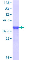 AFF1 / AF4 Protein - 12.5% SDS-PAGE Stained with Coomassie Blue.