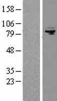 AFG3L2 Protein - Western validation with an anti-DDK antibody * L: Control HEK293 lysate R: Over-expression lysate