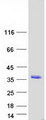 AFMID Protein - Purified recombinant protein AFMID was analyzed by SDS-PAGE gel and Coomassie Blue Staining
