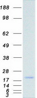 AG3 / AGR3 Protein - Purified recombinant protein AGR3 was analyzed by SDS-PAGE gel and Coomassie Blue Staining