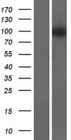 AGAP3 / CENTG3 / MRIP-1 Protein - Western validation with an anti-DDK antibody * L: Control HEK293 lysate R: Over-expression lysate