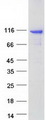 AGAP3 / CENTG3 / MRIP-1 Protein - Purified recombinant protein AGAP3 was analyzed by SDS-PAGE gel and Coomassie Blue Staining