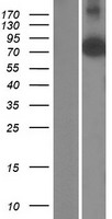 AGAP5 Protein - Western validation with an anti-DDK antibody * L: Control HEK293 lysate R: Over-expression lysate