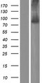 AGAP6 Protein - Western validation with an anti-DDK antibody * L: Control HEK293 lysate R: Over-expression lysate