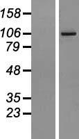 AGBL2 / CCP2 Protein - Western validation with an anti-DDK antibody * L: Control HEK293 lysate R: Over-expression lysate