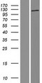 AGBL3 Protein - Western validation with an anti-DDK antibody * L: Control HEK293 lysate R: Over-expression lysate