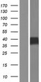AGER / RAGE Protein - Western validation with an anti-DDK antibody * L: Control HEK293 lysate R: Over-expression lysate