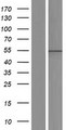 AGFG1 Protein - Western validation with an anti-DDK antibody * L: Control HEK293 lysate R: Over-expression lysate