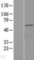 AGFG1 Protein - Western validation with an anti-DDK antibody * L: Control HEK293 lysate R: Over-expression lysate