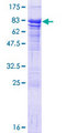 AGFG1 Protein - 12.5% SDS-PAGE of human HRB stained with Coomassie Blue