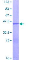 AGFG2 Protein - 12.5% SDS-PAGE of human HRBL stained with Coomassie Blue