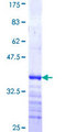 AGFG2 Protein - 12.5% SDS-PAGE Stained with Coomassie Blue.