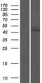 AGK Protein - Western validation with an anti-DDK antibody * L: Control HEK293 lysate R: Over-expression lysate