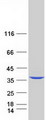 AGMAT Protein - Purified recombinant protein AGMAT was analyzed by SDS-PAGE gel and Coomassie Blue Staining