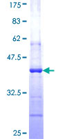 AGO1 / EIF2C Protein