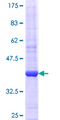 AGO2 / EIF2C2 Protein - 12.5% SDS-PAGE Stained with Coomassie Blue.