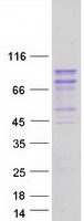 AGO2 / EIF2C2 Protein - Purified recombinant protein AGO2 was analyzed by SDS-PAGE gel and Coomassie Blue Staining
