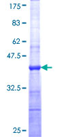AGO3 / EIF2C3 Protein - 12.5% SDS-PAGE Stained with Coomassie Blue.