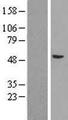 AGO4 / EIF2C4 Protein - Western validation with an anti-DDK antibody * L: Control HEK293 lysate R: Over-expression lysate