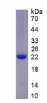 AGR2 Protein - Recombinant Anterior Gradient Protein 2 By SDS-PAGE
