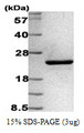 AGR2 Protein