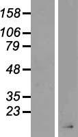 AGRP Protein - Western validation with an anti-DDK antibody * L: Control HEK293 lysate R: Over-expression lysate