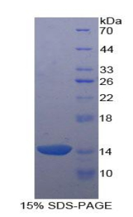 AGRP Protein - Recombinant Agouti Related Protein By SDS-PAGE