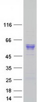 AGT / Angiotensinogen Protein - Purified recombinant protein AGT was analyzed by SDS-PAGE gel and Coomassie Blue Staining