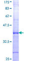 AGTR1 / AT1 Receptor Protein - 12.5% SDS-PAGE Stained with Coomassie Blue.