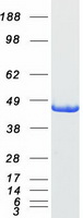 AGXT / SPT Protein - Purified recombinant protein AGXT was analyzed by SDS-PAGE gel and Coomassie Blue Staining