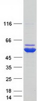 AHCYL1 / DCAL Protein - Purified recombinant protein AHCYL1 was analyzed by SDS-PAGE gel and Coomassie Blue Staining