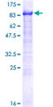 AHNAK2 Protein - 12.5% SDS-PAGE of human AHNAK2 stained with Coomassie Blue