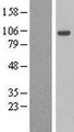 AHR Protein - Western validation with an anti-DDK antibody * L: Control HEK293 lysate R: Over-expression lysate