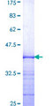 AHR Protein - 12.5% SDS-PAGE Stained with Coomassie Blue.