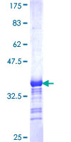 AHRR / AhR Repressor Protein - 12.5% SDS-PAGE Stained with Coomassie Blue.
